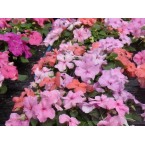 Impatiens (Beijo-Americano)
